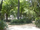 Botanischer Garten Paseo Parque Malaga Spanien 2515_04