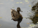 Steinbergpark Berlin Waidmannslust 2915_09