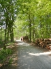 Grunewald
