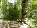 Grunewald