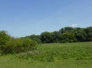 Tiefwerder Wiesen 3115_04