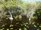 Everglades Safari Park_33