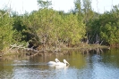 American White Pelican  Mrazek Pond_10
