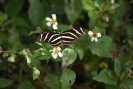 Zebra-Longwing-Schmetterlinge Shark Valley Visitor Center