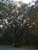 Bäume mit spanisch Moos Kissimmee_03