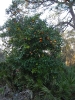 Orangenbaum Kissimmee