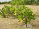 Zitronenbaum Kissimmee