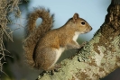 Eichhörnchen Holiday In Orange Lake Kissimmee_03