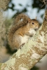 Eichhörnchen Holiday In Orange Lake Kissimmee_04