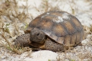 Wasserschildkröte Sanibel Florida