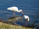 American White Pelican  Holiday In Orange Lake Kissimmee_06