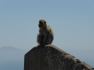 Apes Den Gibraltar 2515_16