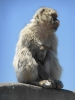 Apes Den Gibraltar 2515_18