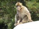 Apes Den Gibraltar 2515