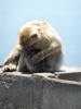 Apes Den Gibraltar 2515_20