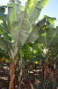 Bananen Finca Las Vegas
