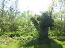 Falkensee 1518_05