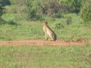 Gepard O18_19