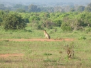 Gepard O18_20