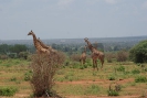 Giraffen O18_03