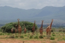 Giraffen O18_11