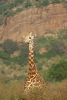 Giraffen O18_13
