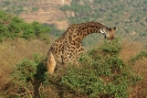 Giraffen O18_16