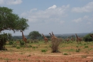 Giraffen O18