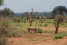 Giraffen und Löwen O18_03