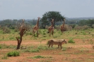 Giraffen und Löwen O18_04