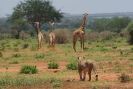Giraffen und Löwen O18_05