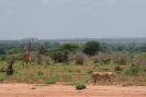 Giraffen und Löwen O18_08