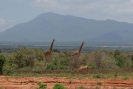 Giraffen und Löwen O18_09