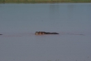 Flusspferd O18_03