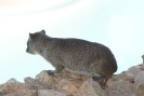 Gundi Nagetier O18_04