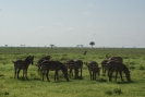 Flora und Fauna