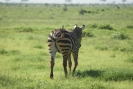 Zebras O18_03
