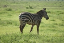 Zebras O18_04