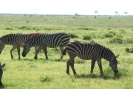Zebras