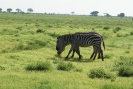 Zebras O18_06