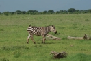 Zebras O18_07