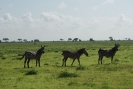 Zebras O18_08