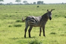 Zebras O18_09