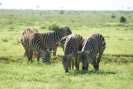 Zebras O18_10