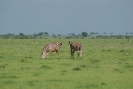Zebras O18_11
