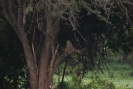 Flora und Fauna