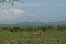 Tsavo West Nationalpark