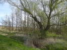 Radweg Bugewitz-Karnin Stettiner Haff_02