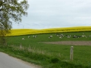 Radweg Bützow-Schwaan1814