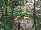 Flamingos 2017